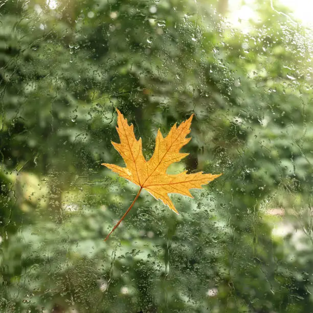 first maple leaf on the back of the window with drops after the rain
