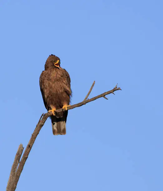One Wahlberg Eagle perched on a dead tree against the blue sky calling
