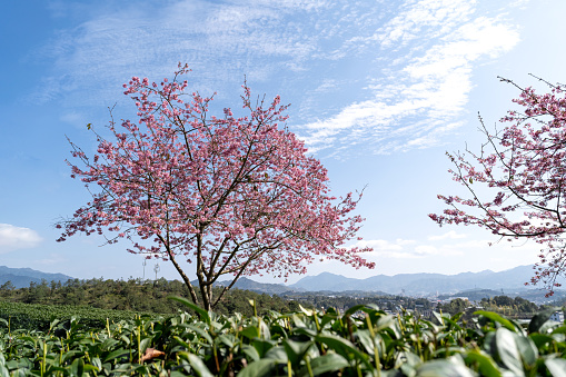 Cherry blossom trees in spring tea garden