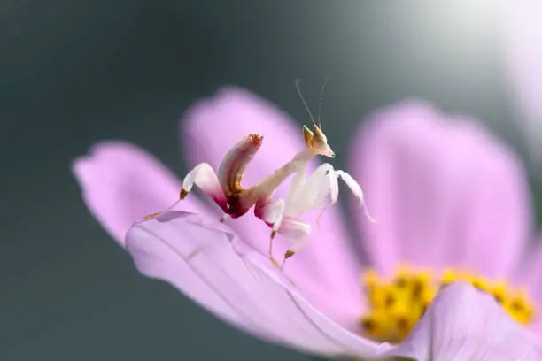 Pink Orchid Mantis rare insects in Thailand and Southeast-Asia.