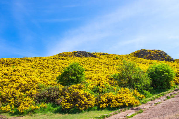 istock Flowering gorse in Holyrood Park in Edoinburgh/Scotland 1385433877
