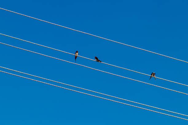 istock Birds sit on electric wires against the blue sky 1385441113