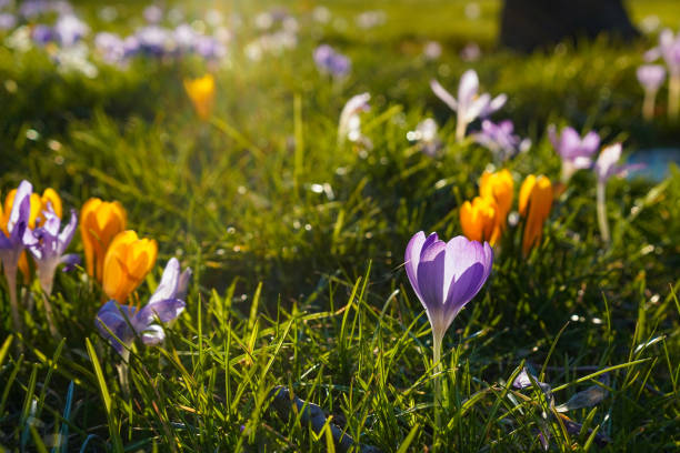 istock Bright purple and yellow crocus blossoms in the spring 1385441430