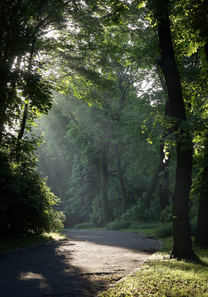 istock Sunrise beam in the beautiful park 1385442451