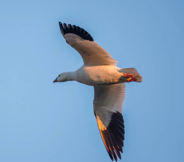 istock Close Up of Goose in Flight 1385443324
