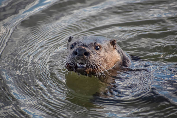 istock Teeth of a River Otter 1385443329