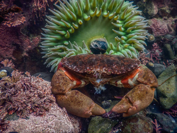 Red Rock Crab and Sea Anemone stock photo