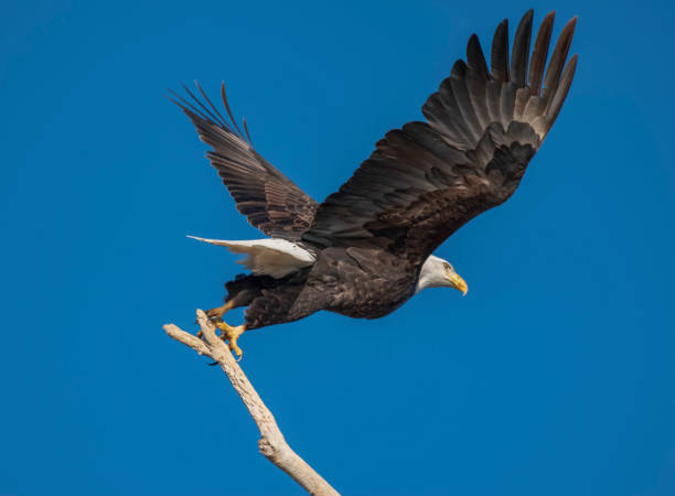istock Moment of Take Off 1385443360