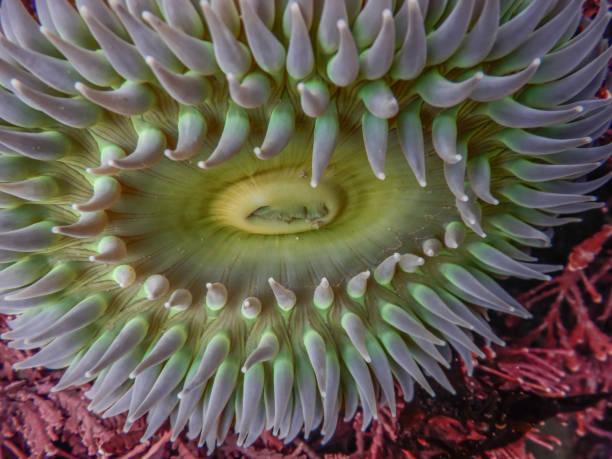 Sea Anemone From Above stock photo