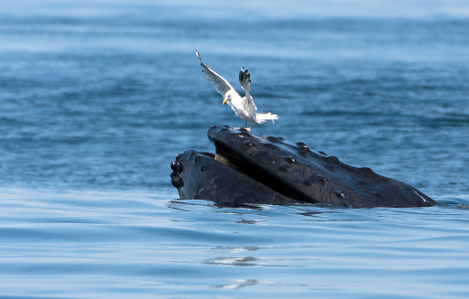 A gull sits on a Feeding Humpback whale, off the coast of Cape Cod.