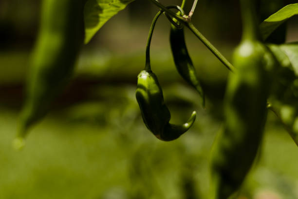 Planted peppers, pepper foot with green fruits, pepper hatching in the backyard, green organic pepper. Jalapeño pepper, girl's finger pepper. Planting in the backyard, vegetable garden at home;