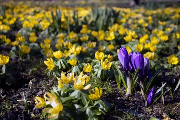 E.hyemalis and Purple Crocus