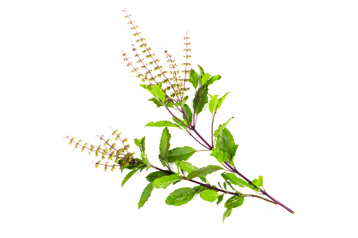 Holy basil isolated on white background. Holy basil leaf are useful herbs and food ingredient has a spicy flavor.