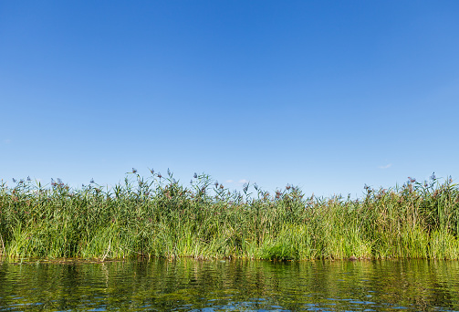 Green bulrush on the bank of crystal river under blue clear sky with copy space