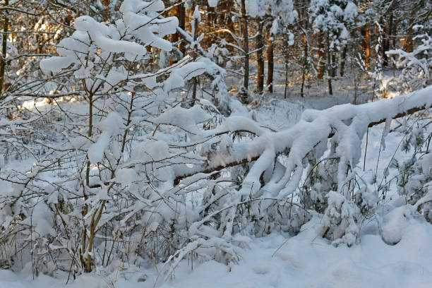 istock Beautiful, fabulous snowy forest 1385449481
