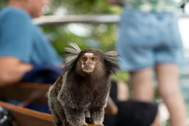 Photo of Brazilian titi monkey Callithrix jacchus natural of Rio de Janeiro, Brazil. Common marmoset Sagui monkey in Urca hill