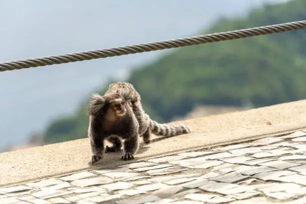 Photo of Brazilian titi monkey Callithrix jacchus natural of Rio de Janeiro, Brazil. Common marmoset Sagui monkey in Urca hill