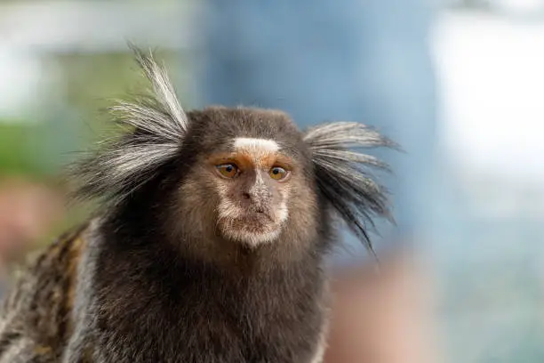 Photo of Brazilian titi monkey Callithrix jacchus natural of Rio de Janeiro, Brazil. Common marmoset Sagui monkey in Urca hill