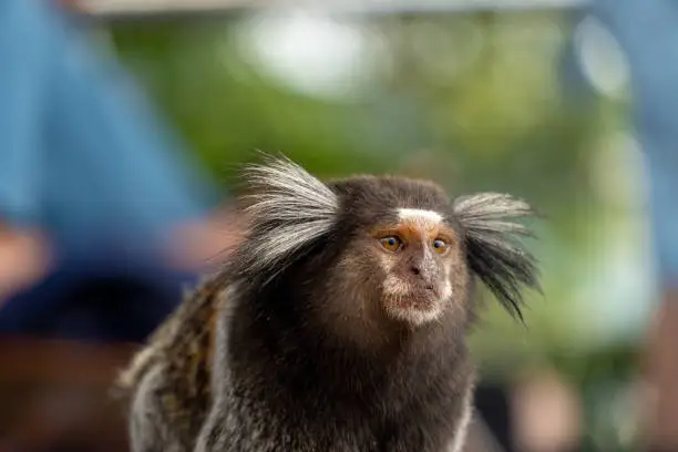 Photo of Brazilian titi monkey Callithrix jacchus natural of Rio de Janeiro, Brazil. Common marmoset Sagui monkey in Urca hill