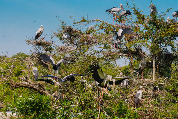 istock Painted Stork on a tree in the zoo 1385453413