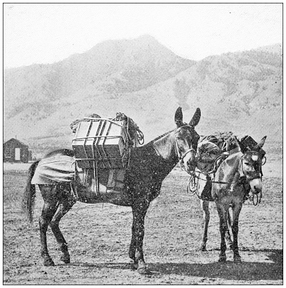 Antique travel photographs of Grand Canyon: Desert Mules