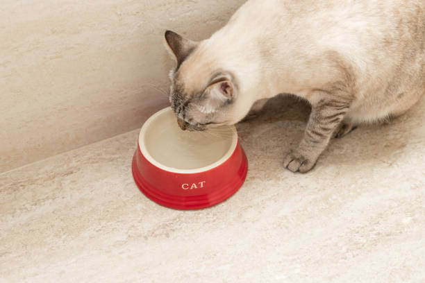 young cat drinks water from a red bowl at home. Health pets. selective focus, closeup