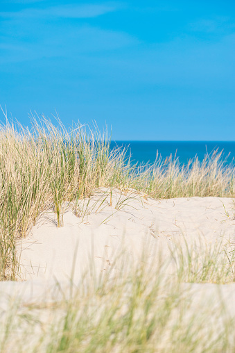 Sand dunes protect the shoreline on the bay side of Cape Cod national seashore. Elevated dunes along the Great Island trail on the outer Cape west of Wellfleet Massachusetts.