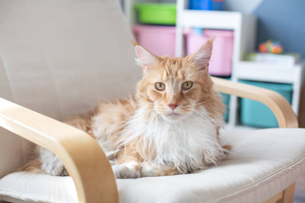 istock Big red and white Maine Coon cat. 1385461606