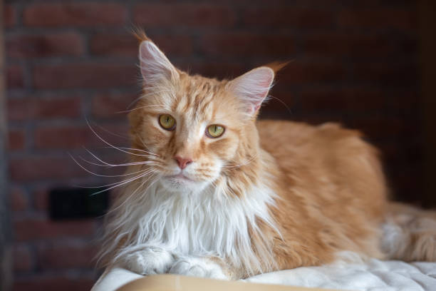 istock Big red and white Maine Coon cat. 1385461625