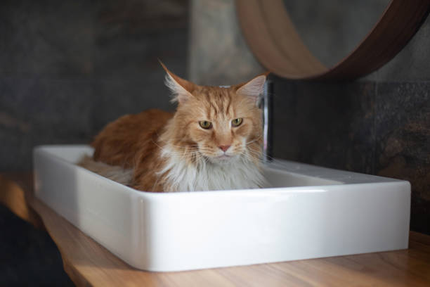 Big red and white Maine Coon cat.