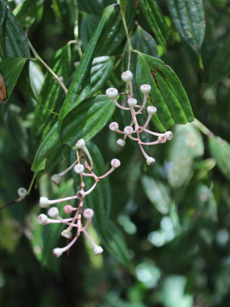 istock Scandent plant Cavendishia quereme 1385463617