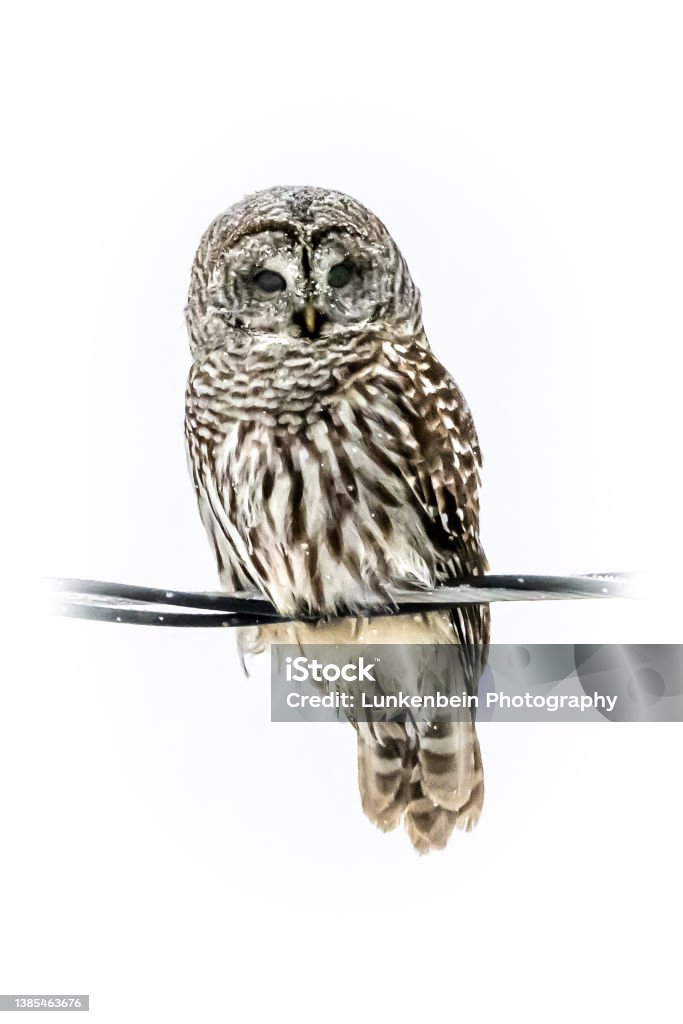 Barred Owl on wire Isolated barred owl on wire Barred Owl Stock Photo