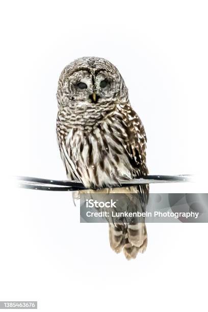 Barred Owl On Wire Stock Photo - Download Image Now - Barred Owl, Cut Out, Owl