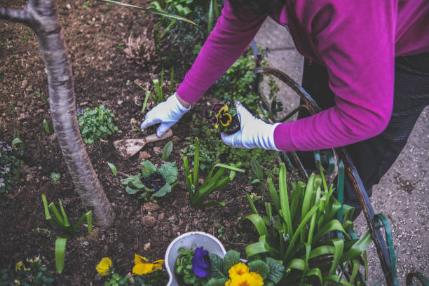 istock Senior lady making more room for pretty flowers 1385463707