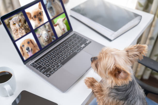 istock Anthropomorphic. Yorkshire terrier during remote meeting 1385463758