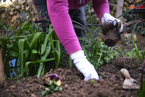 istock Planting pretty plants for Springtime 1385463760