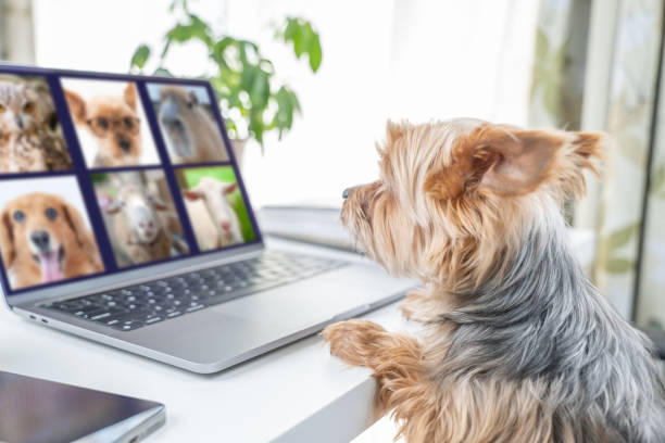 istock Anthropomorphic. Yorkshire terrier during remote meeting 1385463769