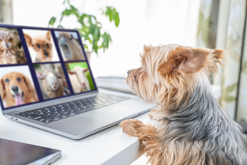 Anthropomorphic. Yorkshire terrier during remote meeting