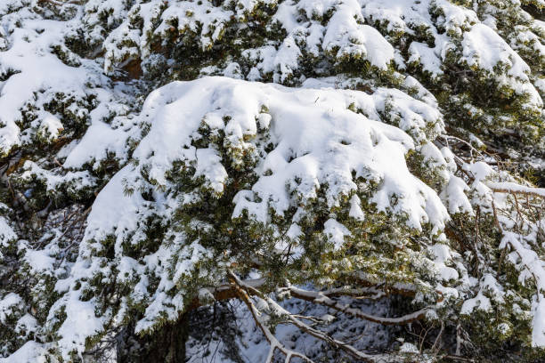istock snow covered tree branches in the Sierra de Guadarrama in Madrid 1385463993
