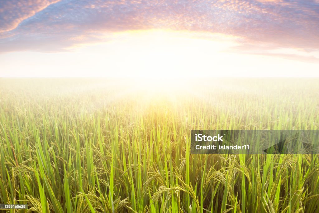 Light Raps In Rice Field Rice Field And Sky Background At Sunset Time With Sun Rays Stock Photo ...