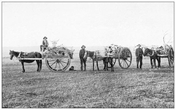 antyczne fotografie z podróży yellowstone: zbieranie kości bawołów - ox wóz stock illustrations