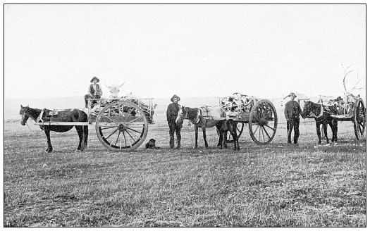 Antique travel photographs of Yellowstone: Gathering buffalo bones