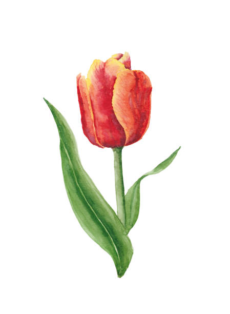istock Red and Yellow Tulip Painted with Watercolor 1385470109