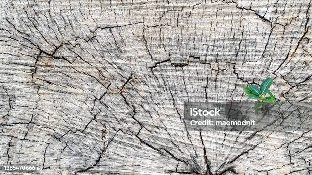 Small Plant Adaptation Grows Gray Wooden Surface Of Trunk Little Tree Grows Through Covered With Cracks Variation And Brave Concept Copy Space For Adding Content Wooden Texture Selective Focused Stock Photo - Download Image Now