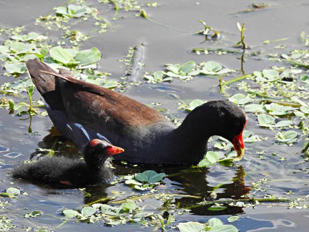 istock Common Gallinule (Gallinula galeata) with chick foraging in the wetlands 1385471367