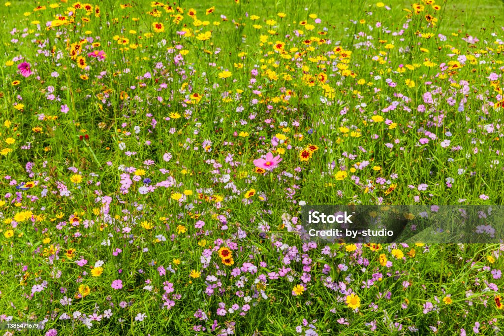 Wildflower meadow with colourful meadow flowers Beauty Stock Photo