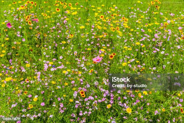 Wildflower Meadow With Colourful Meadow Flowers Stock Photo - Download Image Now - Beauty, Color Image, Germany