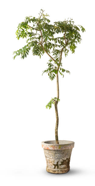 istock ambarella or june plum tree grown in a pot, dwarf fruit tree 1385471995