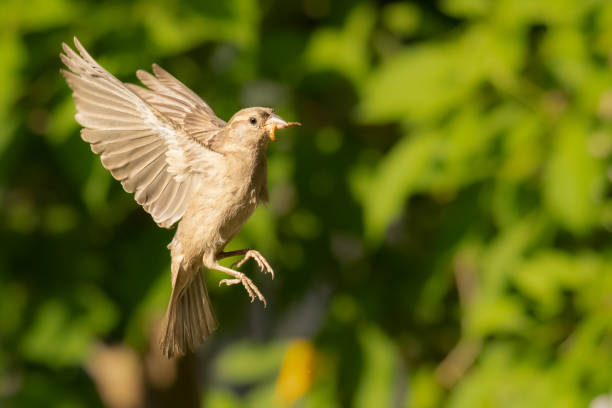istock Female House Sparrow hovering in mid air 1385476790