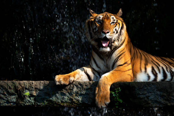 istock Panthera yellow with black stripped tiger relaxing lying on stone before waterfall 1385476795